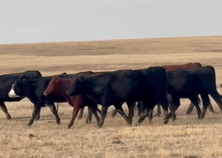 100 Head of Home Raised-1 iron- Calve March 8th 45 days!